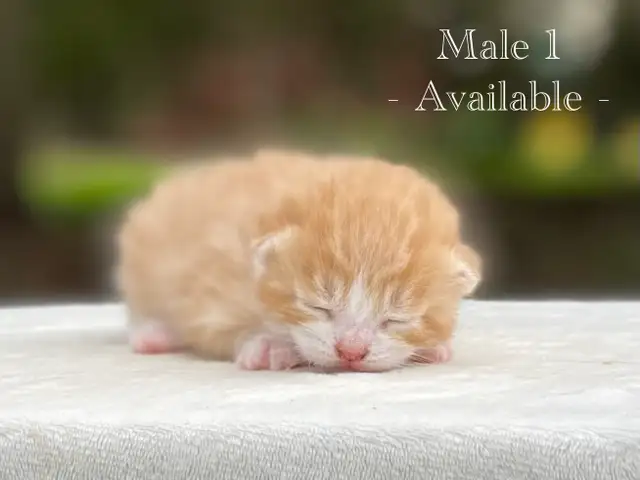 Cute Kittens for Sale! 8 Reservations Available! - Photo 7