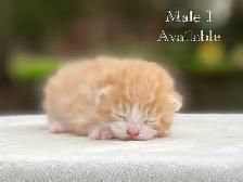 Cute Kittens for Sale! 8 Reservations Available! - Photo 7