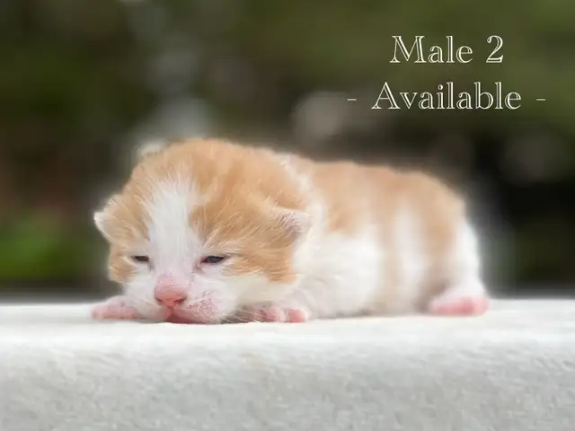 Cute Kittens for Sale! 8 Reservations Available! - Photo 8