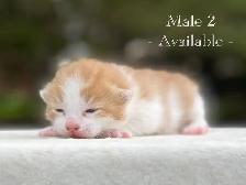 Cute Kittens for Sale! 8 Reservations Available! - Photo 8