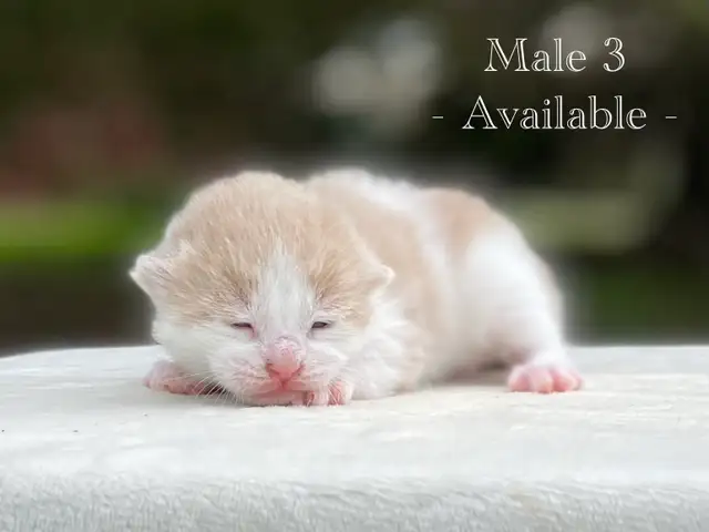 Cute Kittens for Sale! 8 Reservations Available! - Photo 9