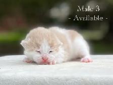 Cute Kittens for Sale! 8 Reservations Available! - Photo 9