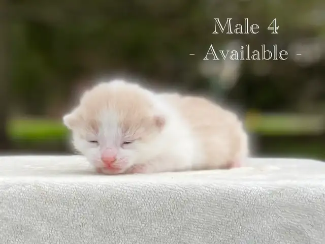 Cute Kittens for Sale! 8 Reservations Available! - Photo 10