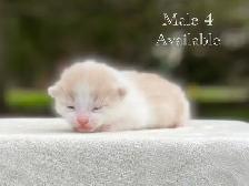 Cute Kittens for Sale! 8 Reservations Available! - Photo 10