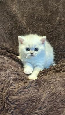 Reserve now : Purebreed Scottish straight/ fold kittens