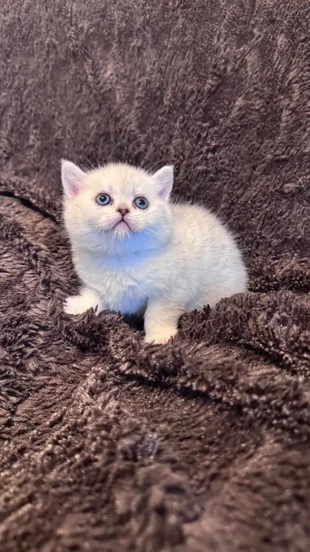 Reserve now : Purebreed Scottish straight/ fold kittens - Photo 2