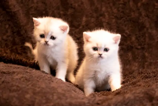 Reserve now : Purebreed Scottish straight/ fold kittens - Photo 3