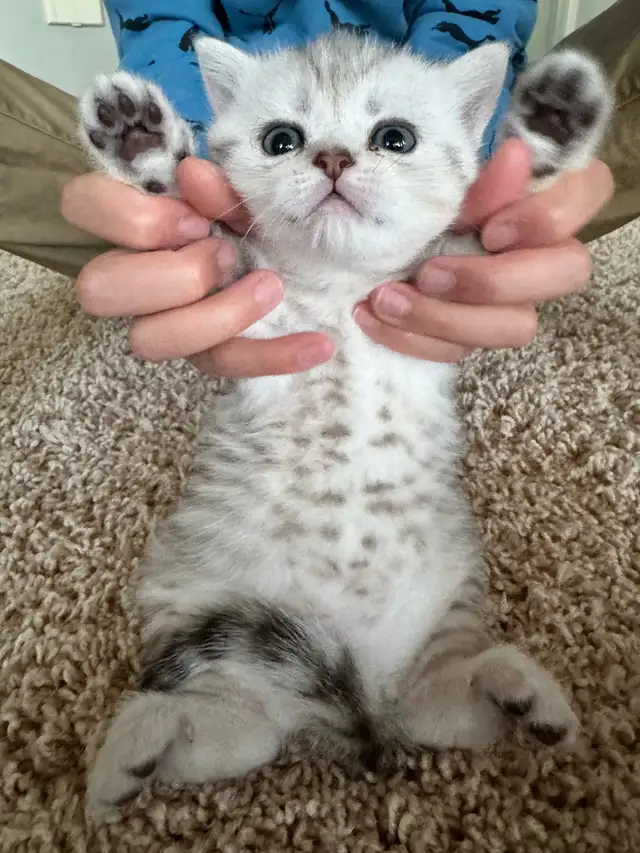 Reserve now : Purebreed Scottish straight/ fold kittens - Photo 4