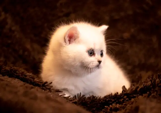 Reserve now : Purebreed Scottish straight/ fold kittens - Photo 5