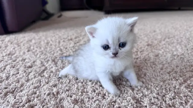 Reserve now : Purebreed Scottish straight/ fold kittens - Photo 7