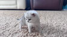 Reserve now : Purebreed Scottish straight/ fold kittens - Photo 8