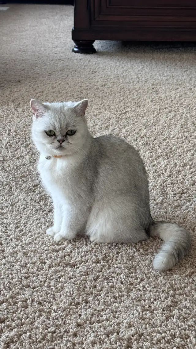 Reserve now : Purebreed Scottish straight/ fold kittens - Photo 10