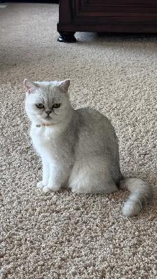Reserve now : Purebreed Scottish straight/ fold kittens - Photo 10