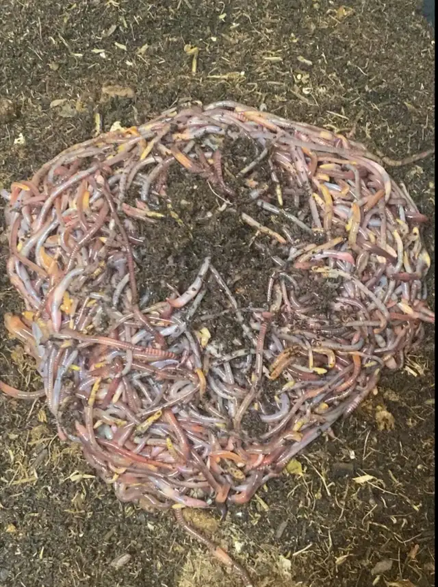Red Wigglers and European Night Crawlers for sale