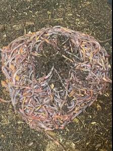 Red Wigglers and European Night Crawlers for sale