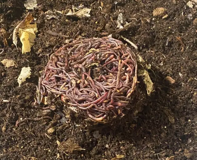 Red Wigglers and European Night Crawlers for sale - Photo 2