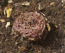 Red Wigglers and European Night Crawlers for sale - Photo 2