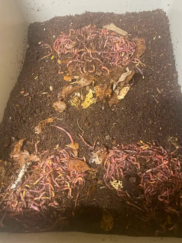 Red Wigglers and European Night Crawlers for sale - Photo 3