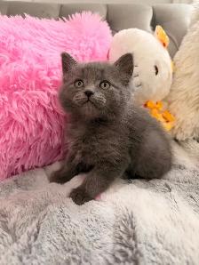 Siberian kittens ⭐️ (647) 362-8118 Only one Left