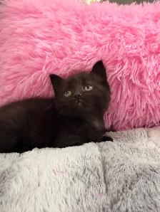 Siberian kittens ⭐️ (647) 362-8118 Only one Left - Photo 2