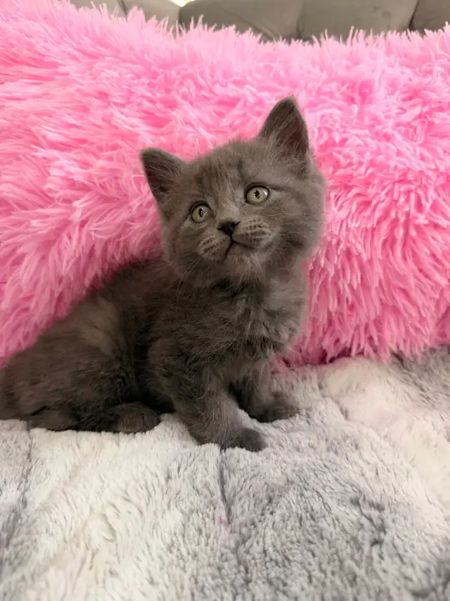 Siberian kittens ⭐️ (647) 362-8118 Only one Left - Photo 3