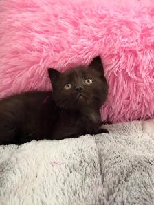 Siberian kittens ⭐️ (647) 362-8118 Only one Left - Photo 4