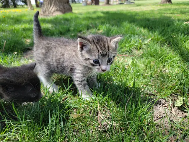 Adorable Kittens for Sale!