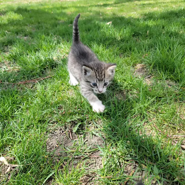 Adorable Kittens for Sale! - Photo 2