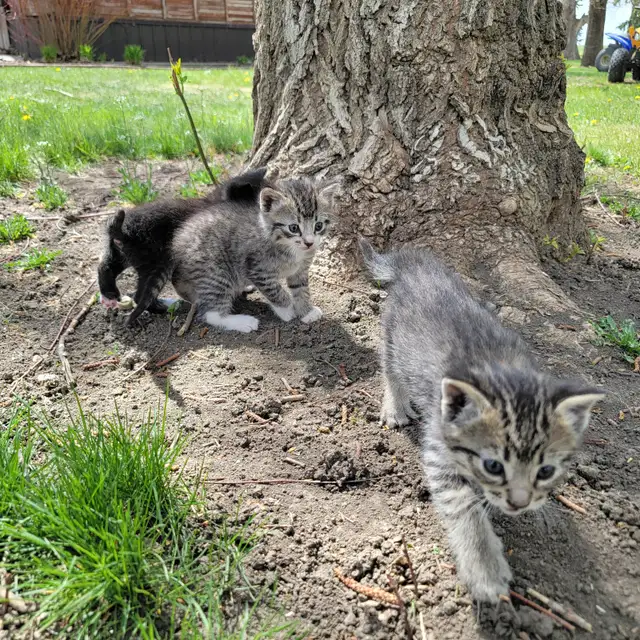 Adorable Kittens for Sale! - Photo 3