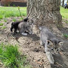 Adorable Kittens for Sale! - Photo 3