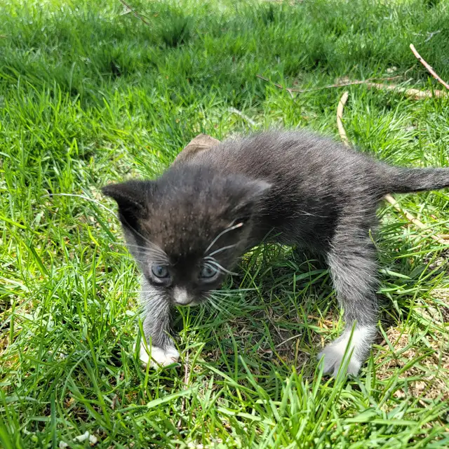 Adorable Kittens for Sale! - Photo 4