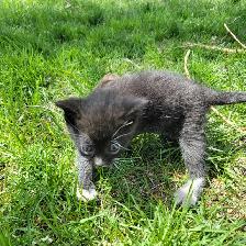 Adorable Kittens for Sale! - Photo 4