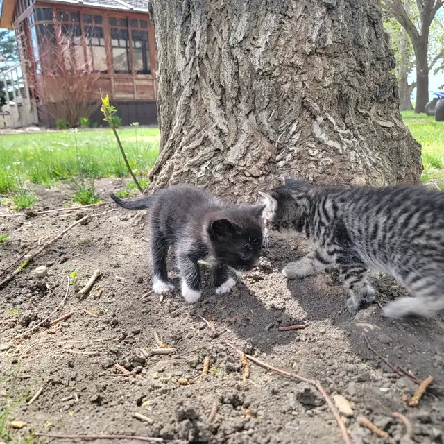 Adorable Kittens for Sale! - Photo 5