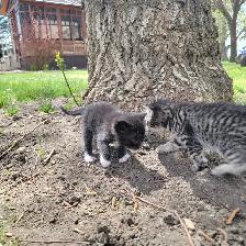 Adorable Kittens for Sale! - Photo 5