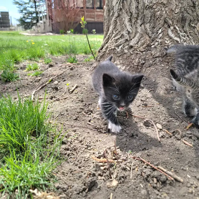 Adorable Kittens for Sale! - Photo 6