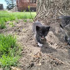 Adorable Kittens for Sale! - Photo 6