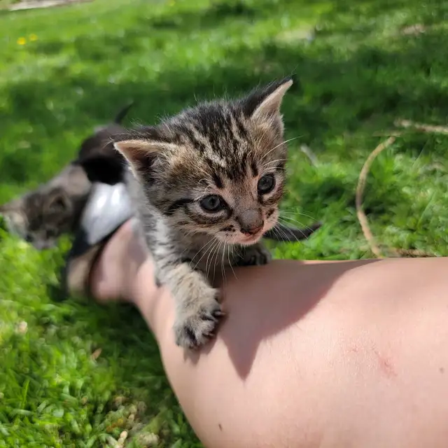 Adorable Kittens for Sale! - Photo 7