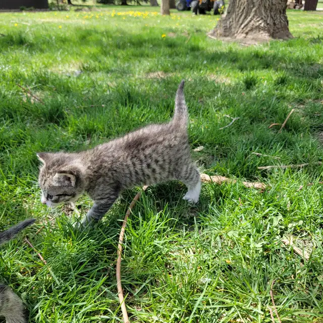 Adorable Kittens for Sale! - Photo 8