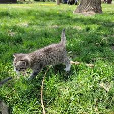 Adorable Kittens for Sale! - Photo 8