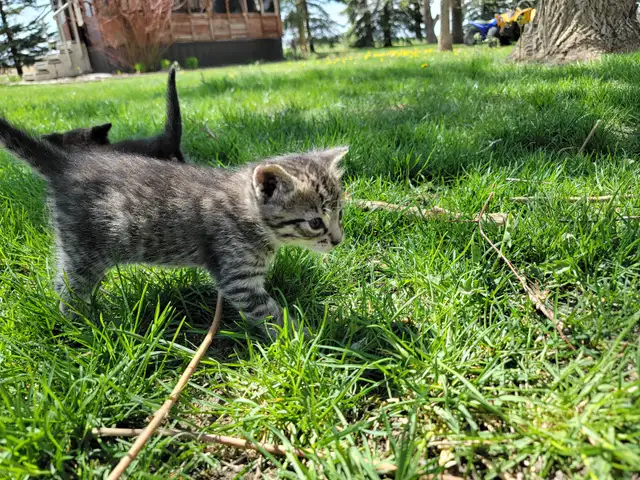 Adorable Kittens for Sale! - Photo 9