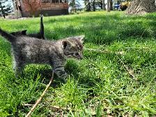 Adorable Kittens for Sale! - Photo 9
