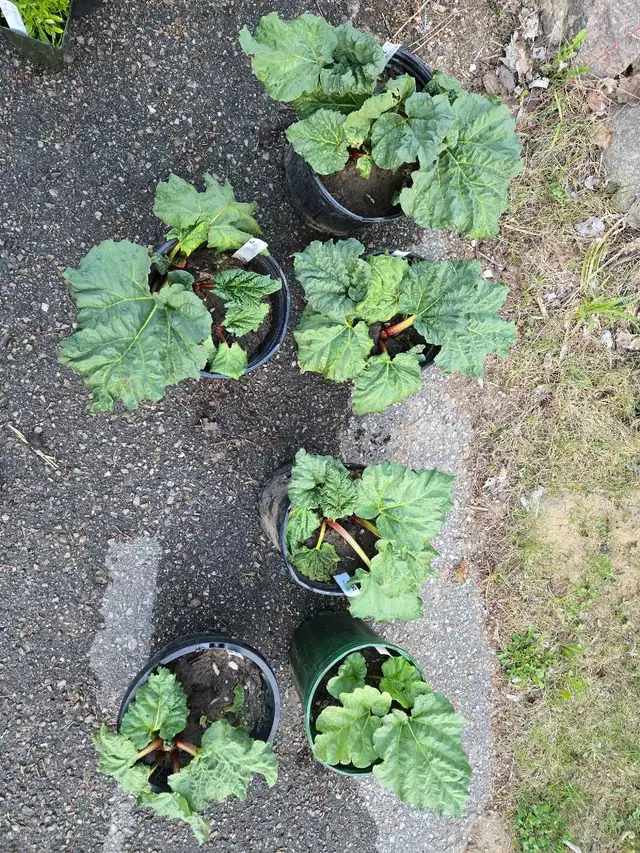 rganic, native, & pollinator perennials