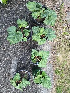 rganic, native, & pollinator perennials