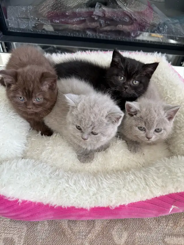 British Shorthair