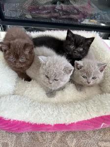 British Shorthair