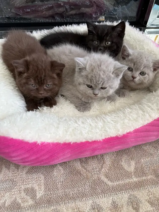 British Shorthair - Photo 2