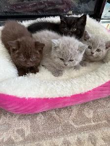 British Shorthair - Photo 2