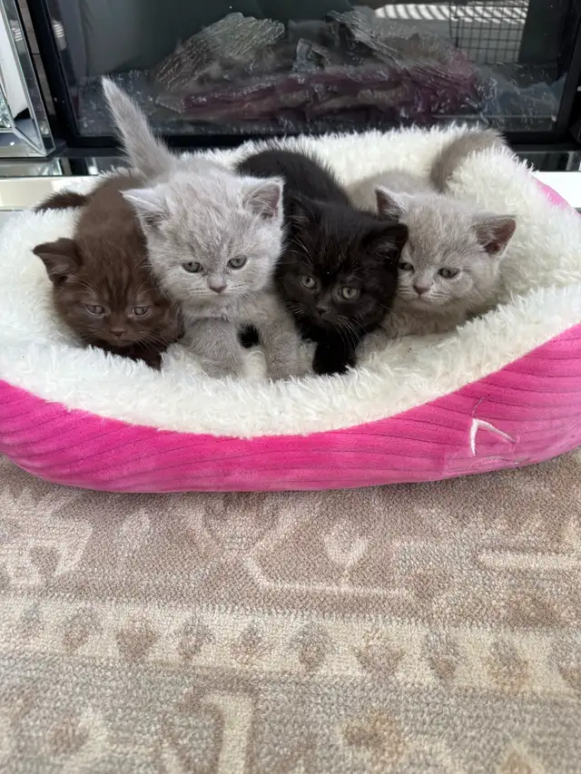 British Shorthair - Photo 3
