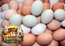 Oeufs fécondés poules de race , canards et Oies.