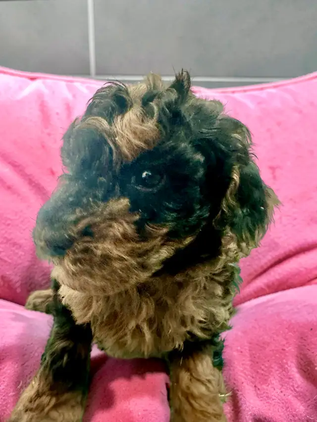 Stunning Female Mini Poodle pups